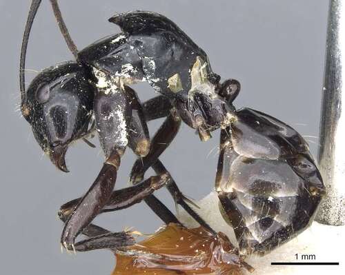 Camponotus cyrtomyrmodesCamponotus cyrtomyrmodes