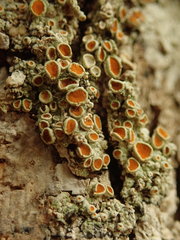 Brigantiaea chrysosticta