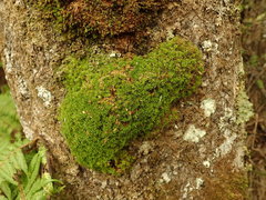 Leptostomum macrocarpum