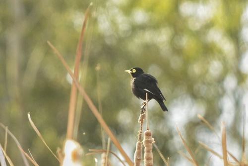 Spectacled Tyrant