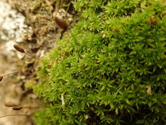 Leptostomum macrocarpum