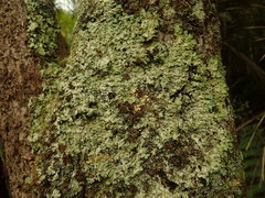 Notoparmelia erumpens