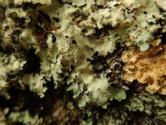 Notoparmelia erumpens