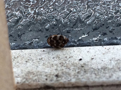 Bostrichoidea