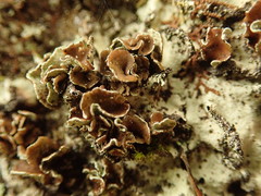 Notoparmelia erumpens