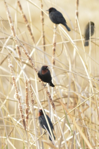 Chestnut-capped Blackbird