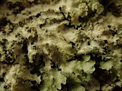 Notoparmelia erumpens