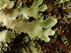 Notoparmelia erumpens