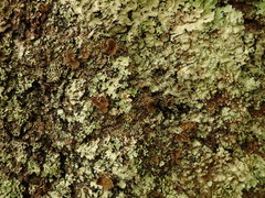 Notoparmelia erumpens