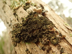 Leptogium coralloideum