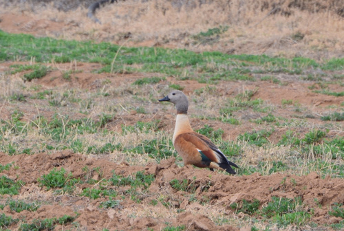 iNaturalist image