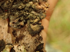 Leptogium coralloideum