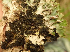 Leptogium coralloideum