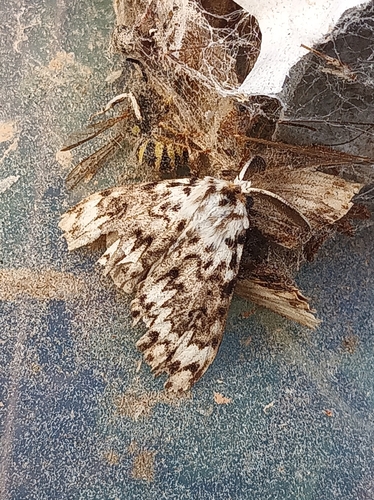 Black Arches