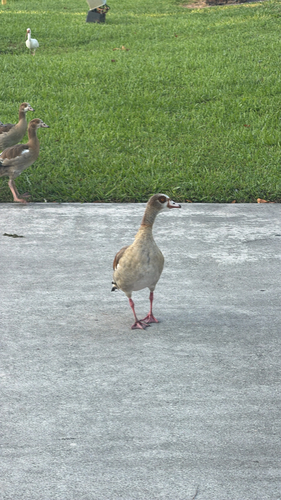 iNaturalist image