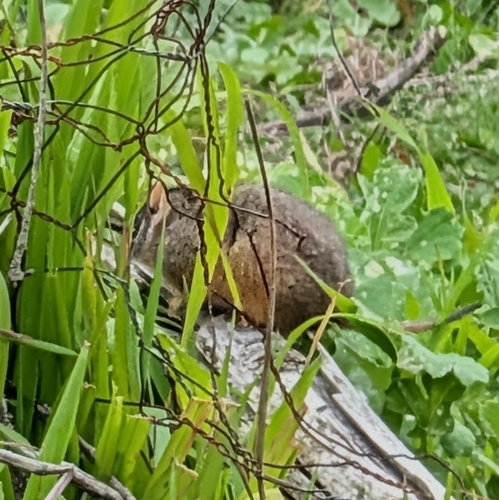 Yellow-footed Antechinus