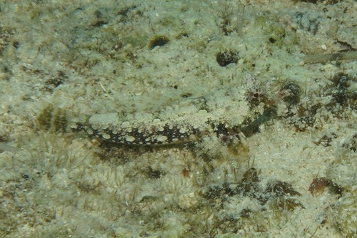 Bartels pitvis (Synchiropus bartelsi) — Callionymidae — 4