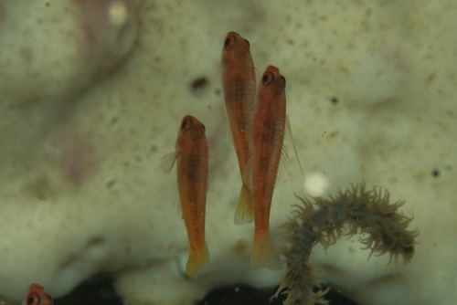 Trimma taylori observed 2026-07-15