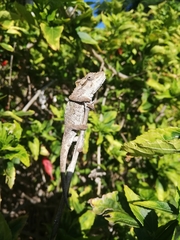 Bradypodion ventrale