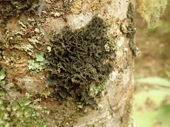 Leptogium denticulatum