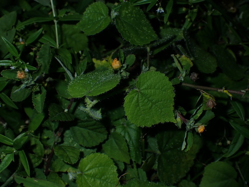 Sida cordata, photograph 3