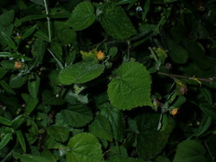 Sida cordata, photograph (c) chiuluan, some rights reserved (CC BY)