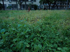 Sida cordata, photograph (c) chiuluan, some rights reserved (CC BY)
