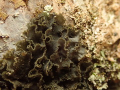 Leptogium denticulatum