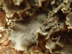 Leptogium denticulatum