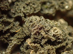 Leptogium denticulatum