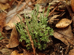 Cladonia imbricata
