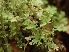 Cladonia imbricata