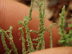 Cladonia imbricata
