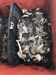 Panaeolus cyanescens