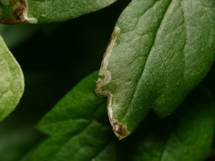Phytomyza vitalbae