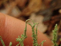 Cladonia imbricata