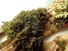 Leptogium coralloideum