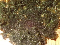 Leptogium denticulatum