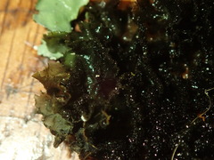 Leptogium denticulatum