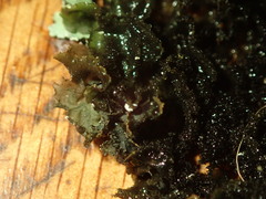 Leptogium denticulatum