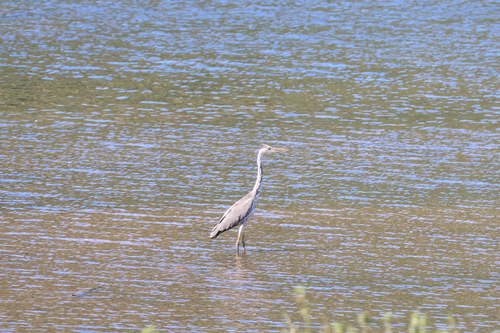 iNaturalist image
