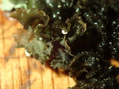 Leptogium denticulatum