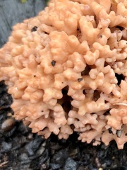 Ramaria capitata ochraceosalmonicolor