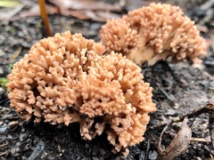 Ramaria capitata ochraceosalmonicolor