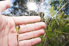 Pterostylis nigricans