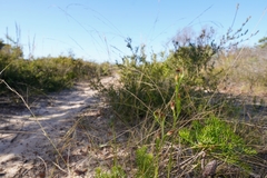 Pterostylis nigricans