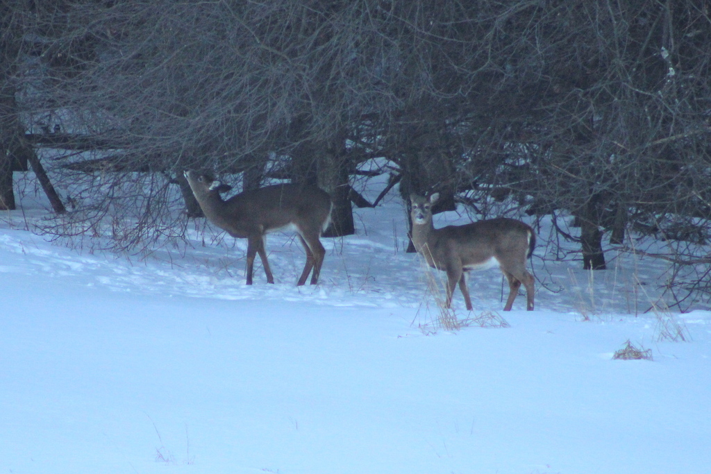 Northern White-tailed Deer from Starksboro, VT on March 05, 2014 by Zac ...