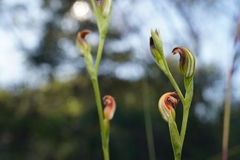 Pterostylis nigricans