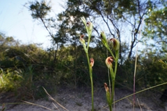 Pterostylis nigricans