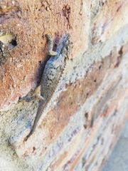 Bradypodion ventrale